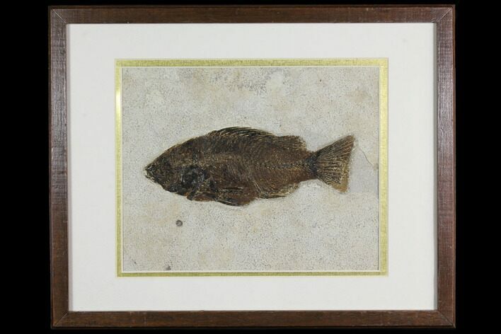 Framed Fossil Fish (Priscacara) - Wyoming #149760